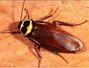 American cockroach