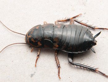 Oriental cockroach