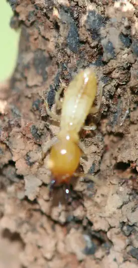 Coptotermes Acinaciformis termite