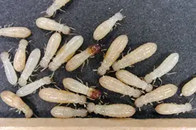 Drywood Termite