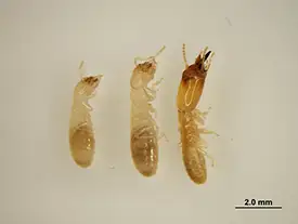 Heterotermes Ferox