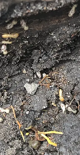 Schedorhinotermes Intermedius Termite