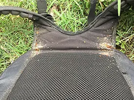 Bed Bug Infestation