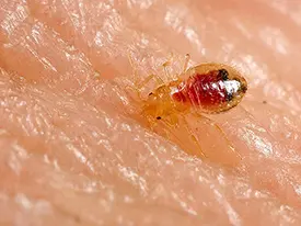 Bed Bug Nymph