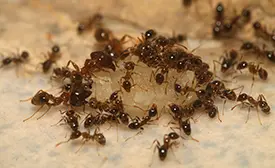 Coastal brown ant
