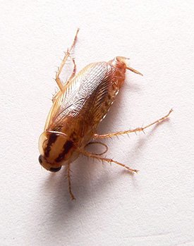 German cockroaches