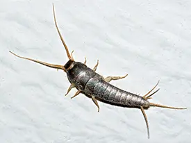 Silverfish Close Up