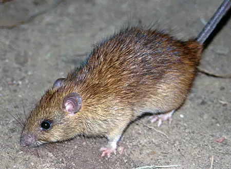 Black Rat Australia
