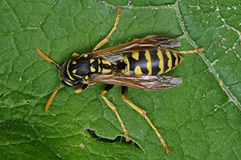 European Wasp Extermination