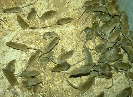 house mouse infestation Queensland