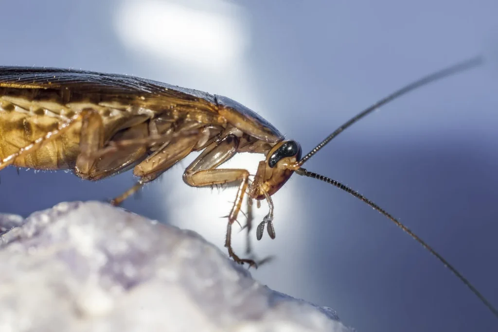 Cockroach Pest Control