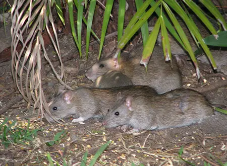 Brown Rat Australia