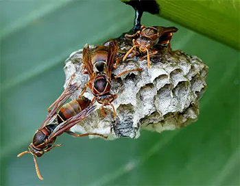Paper Wasp Nest for Removal