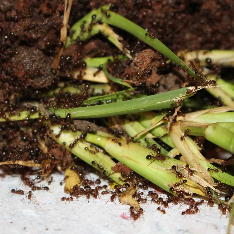 Fire ants damaging crops