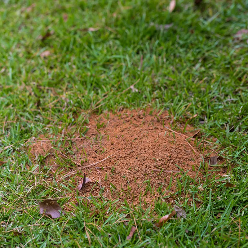 Fire Ant treatment found mound in Flagstone