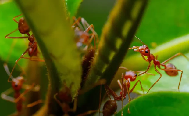 Fire Ants QLD