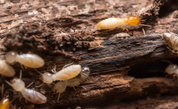 Termites in Springfield, Queensland