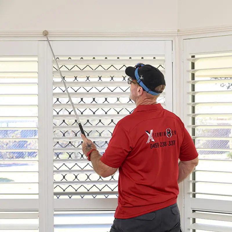 Termite Inspection & Treatment near Brisbane