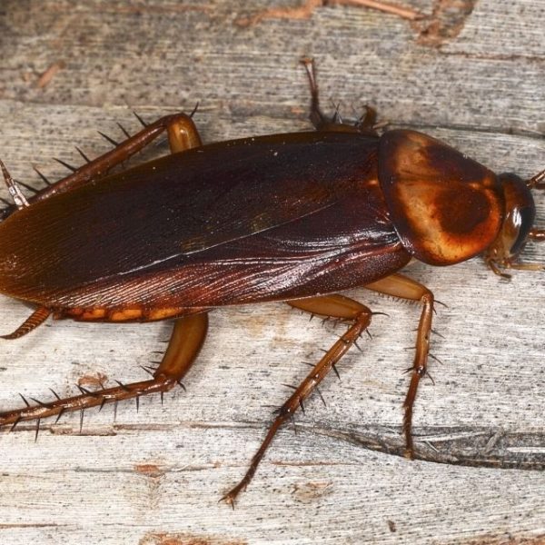 Australian cockroach Australian cockroach