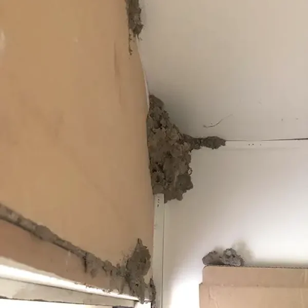 Termite damage to timber home Termite pest control needed after termite damage